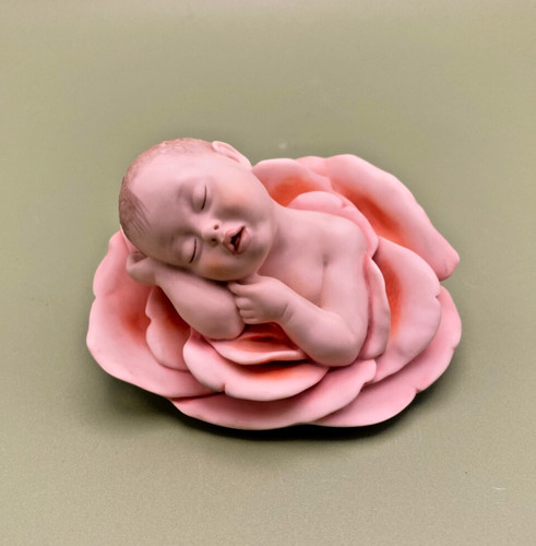 Rare florence rose pink - rare, my